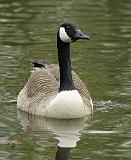 Canada Goose 9R038D-005